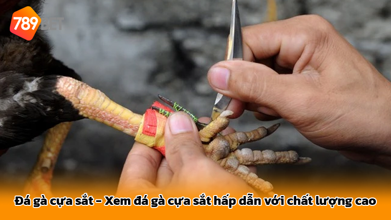 Đá gà cựa sắt - Xem đá gà cựa sắt hấp dẫn với chất lượng cao