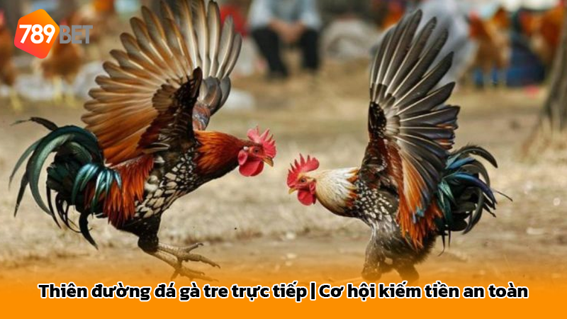 Thiên đường đá gà tre trực tiếp | Cơ hội kiếm tiền an toàn