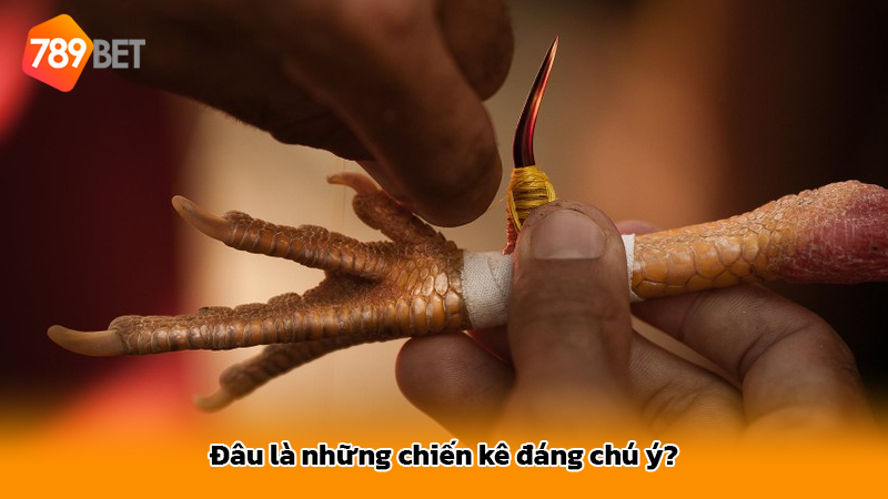 Đâu là những chiến kê đáng chú ý?