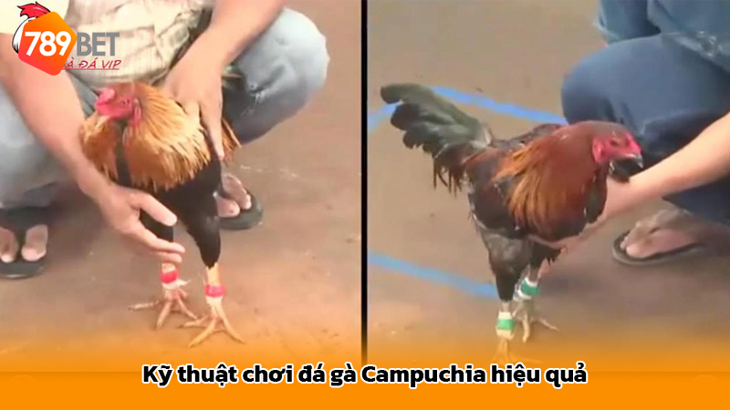 Kỹ thuật chơi đá gà Campuchia hiệu quả