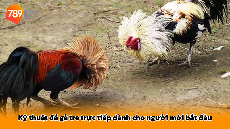 Kỹ thuật đá gà tre trực tiếp dành cho người mới bắt đầu